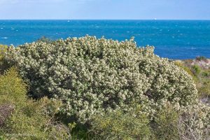 Green flowering bush with white flowers