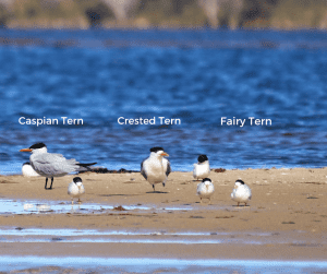 3 different sizes of Terns. Caspian, Crested and Fairy