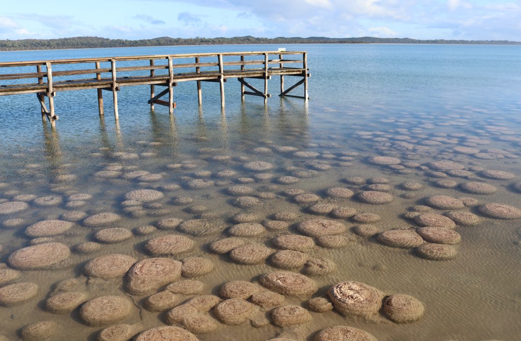 Boarwalk over the thrombolites at Lake Clifton.