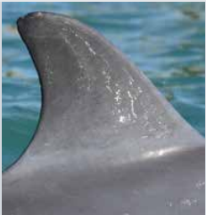 Dolphin fin with small notch off the top - identifying topnotch